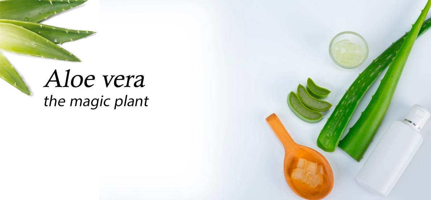 Aloe Vera, the Queen of Medicinal Plants