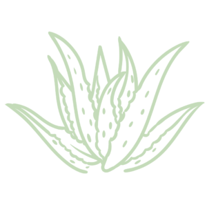 elemento planta aloe